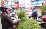 Người Hà Nội đi mua rau mùi già chiều 30 Tết